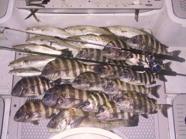 Trout, Sheepshead, and last custom rods