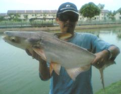 Mekong Catfish 6kg