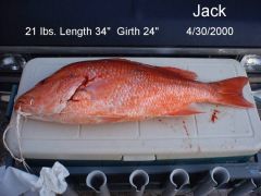 Big American Red Snapper