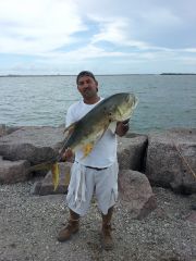 3' 8" Jack fish at Texas City Dike, Caught on my Bamboo Rod