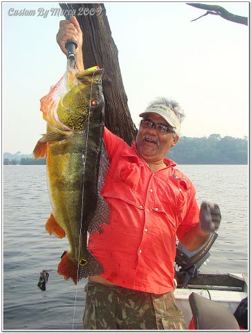 Fish Peacock Bass Rio Juma Amazon