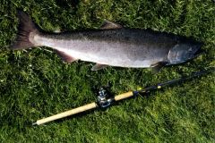 First Salmon on IMB845 made into a 3 piece travel rod