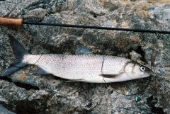 Arctic whitefish and fly