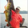 Fish Peacock Bass Rio Juma Amazon Fish Peacock Bass Rio Juma Amazon