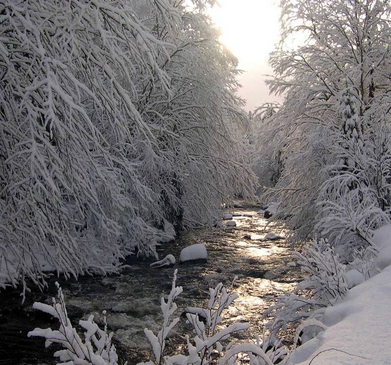 Trout Stream, Winter Sun and Snow