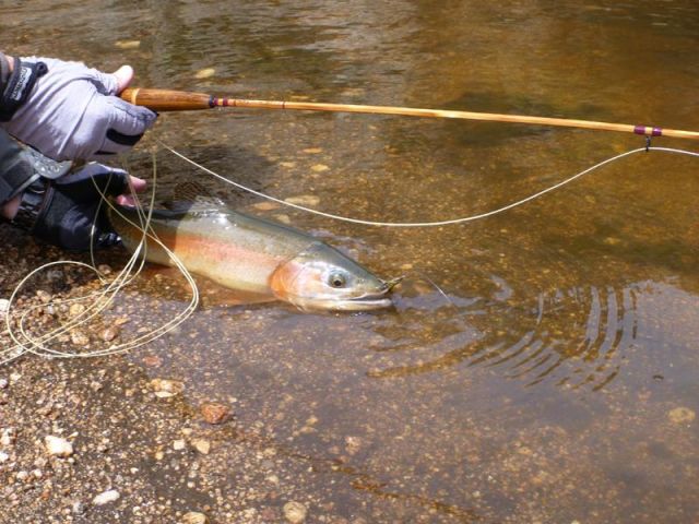 Trout - Bamboo Rod In Action 2