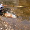 Trout - Bamboo Rod In Action 2