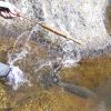 Trout - Bamboo Rod In Action 1